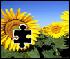 Puzzle Sunflower